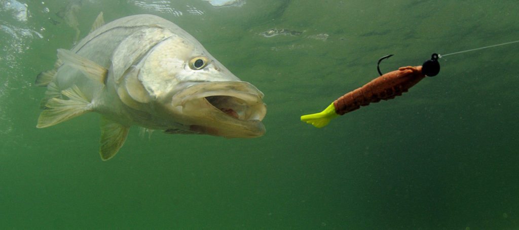 A fish chasing a lure