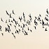 A flock of birds migrating for the season