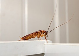 cockroach startup