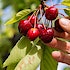 Cherry-picking by hand