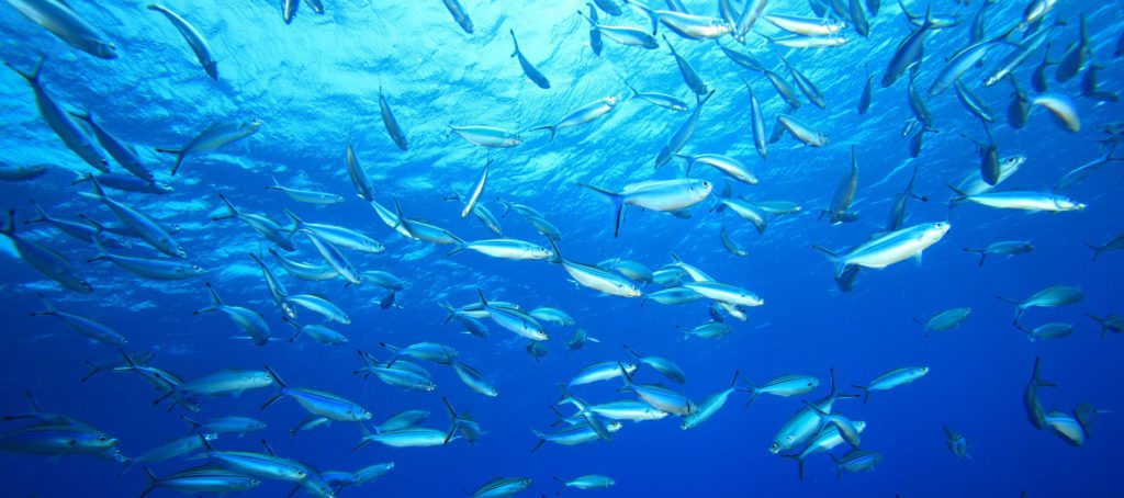 Houlihan Lawrence dual agency case is now a class action lawsuit