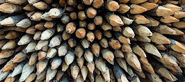 An array of wooden spikes