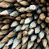 An array of wooden spikes