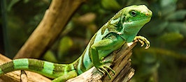 Why buyers buy -- unlocking your clients' reptilian instincts
