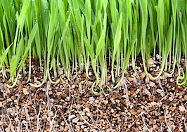 Grassroots in vermiculite