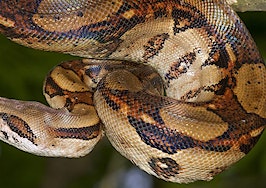 A boa constrictor in a tree