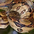 A boa constrictor in a tree