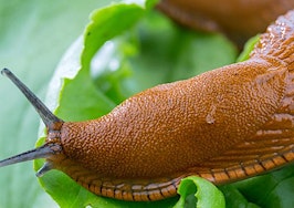 A slug on a lettuce leaf
