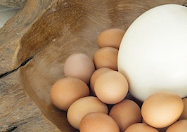 A large ostrich egg among smaller chicken eggs
