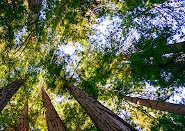Redwood trees stretching in to the sky