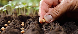 A hand planting seeds in the ground