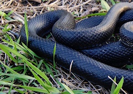 A black rat snake