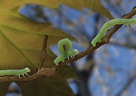 Inchworms inching up a leaf