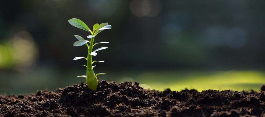 A young plant in the soil