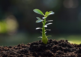 A young plant in the soil