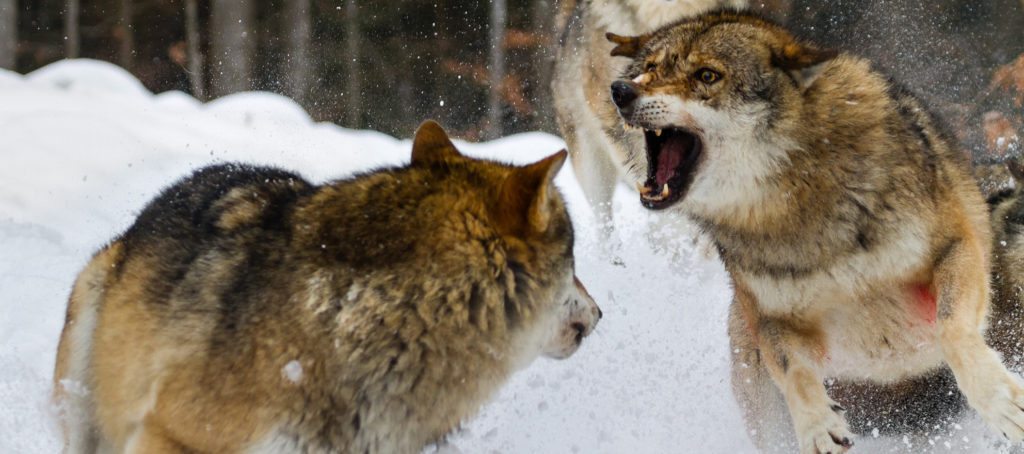 Two wolves fighting