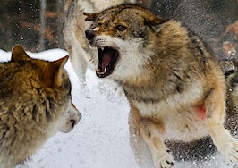 Two wolves fighting