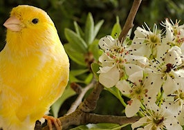 A canary