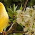 A canary