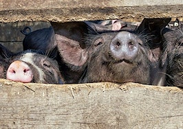 Piglets behind a fence