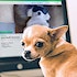 Trulia unveils listings for pets -- just in time for April Fool's Day