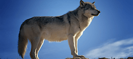 Lone Wolf acquires Instanet Solutions in real estate software war