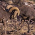 bighorn sheep montana