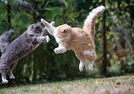 Stay out of catfights! Protect your business from client conflict