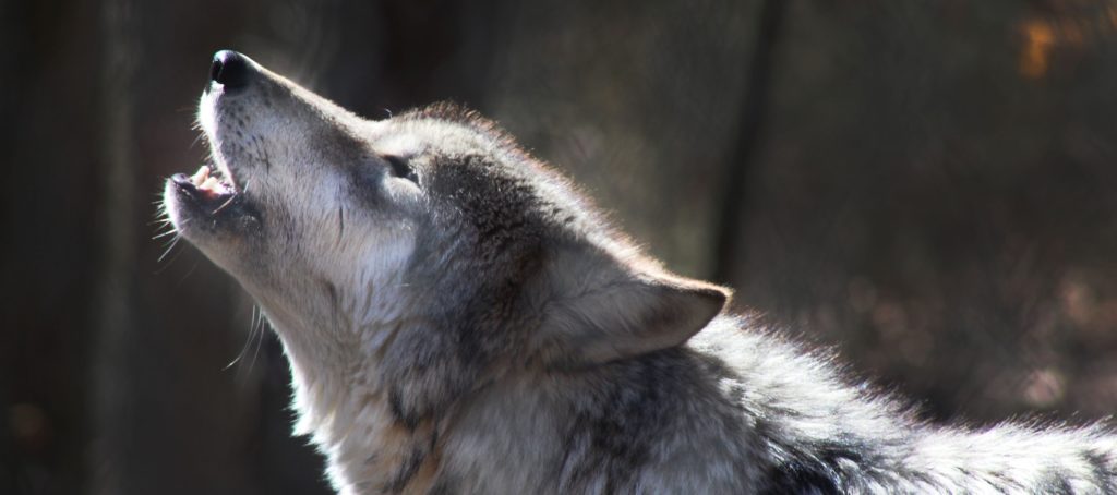 Lone Wolf acquires W+R Studios, maker of Cloud CMA