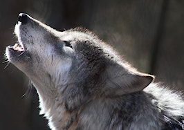 Lone Wolf howling