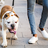 Dog poop complaints decreased in NYC's most expensive areas