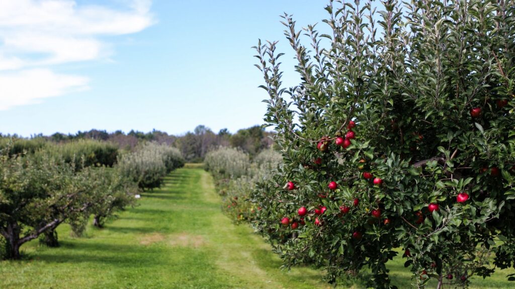 Perch rebrands as 'Orchard' and raises $36M