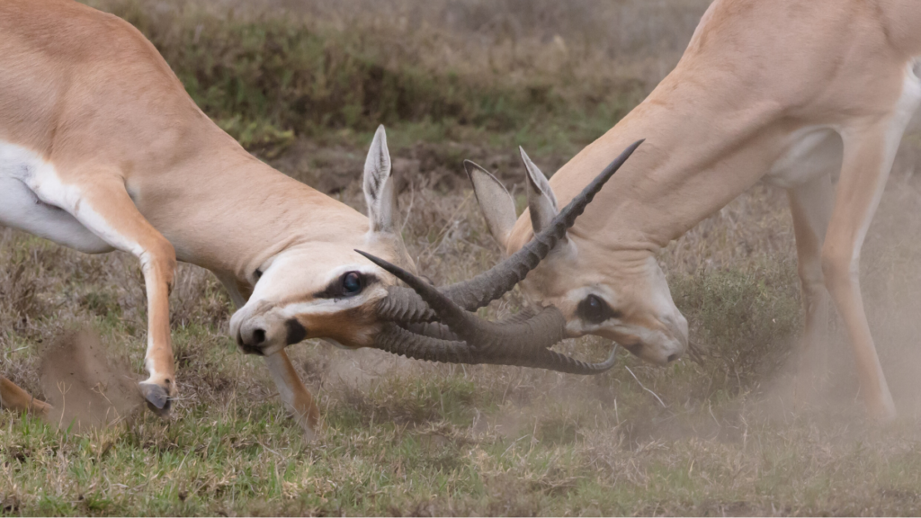 NAR-DOJ ruling divides agents over commission, pocket listing rules