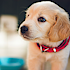 3 options for selling a home with pesky pet odors