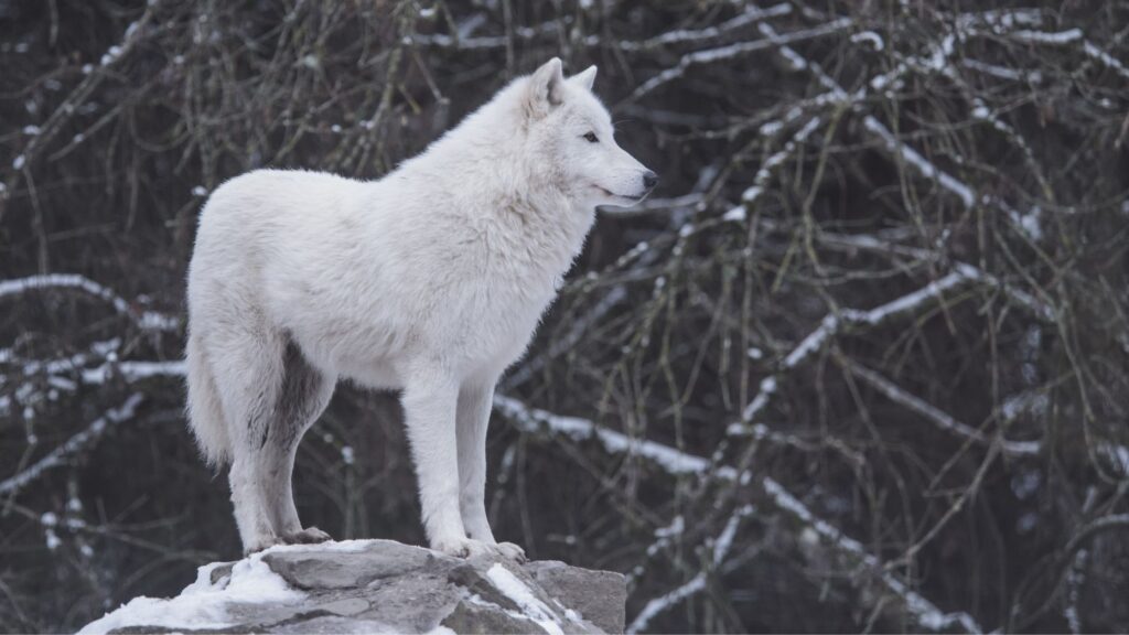 Vista Equity Partners sells stake in Lone Wolf