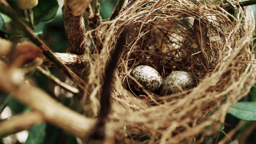 Knock launches new sale-leaseback program, Knock Nest