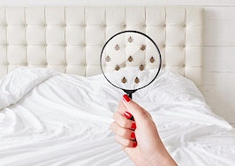 What real estate agents should know about bedbugs 