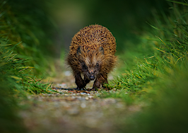 Be the hedgehog, not the fox: 5 tips to level up