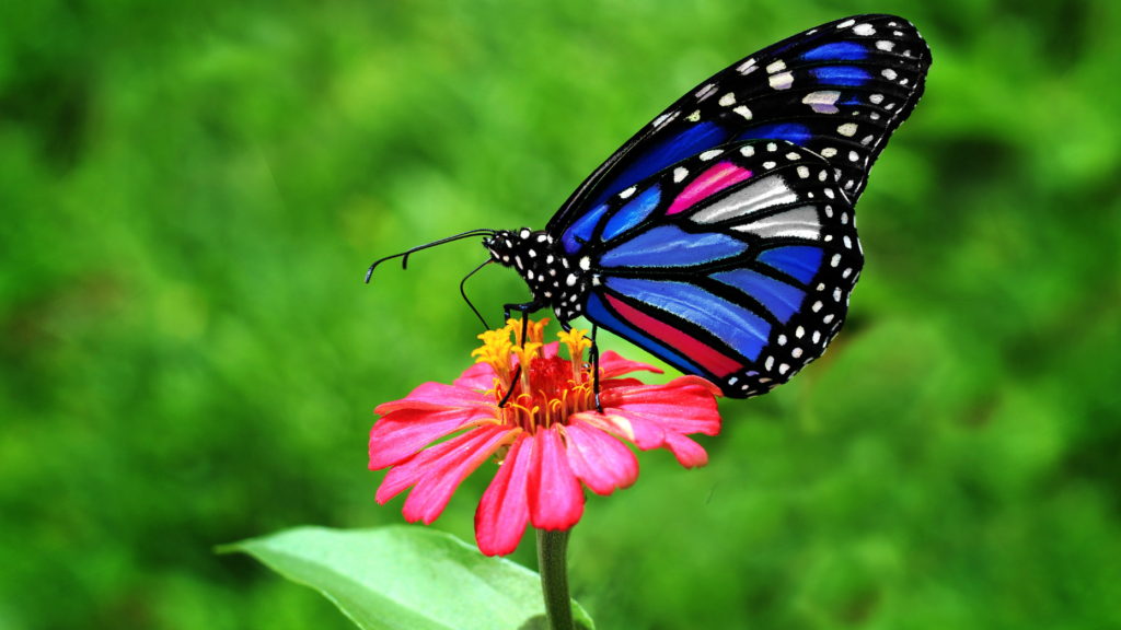 The butterfly effect: How small changes can transform a business