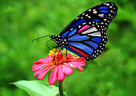 The butterfly effect: How small changes can transform a business