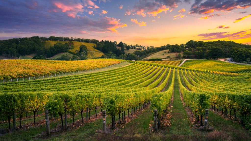 Emerging trends and opportunities in vineyard real estate investment