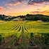 Emerging trends and opportunities in vineyard real estate investment
