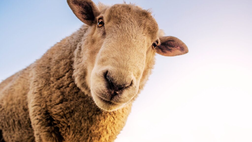 5 tips for shepherding clients through mortgage challenges