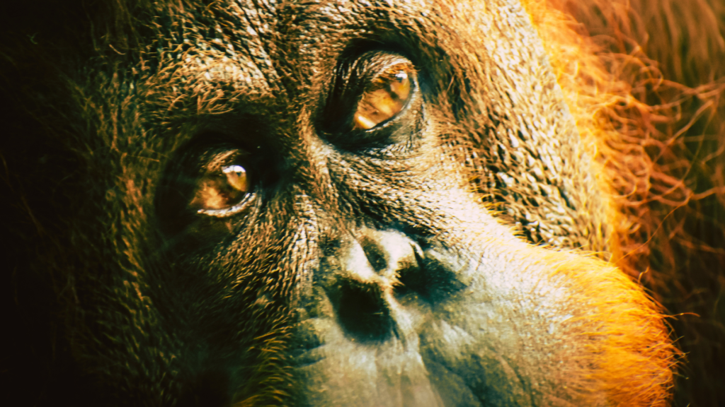 Teach to learn, and take advantage of the 'orangutan effect'