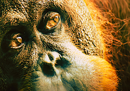 Teach to learn, and take advantage of the 'orangutan effect'